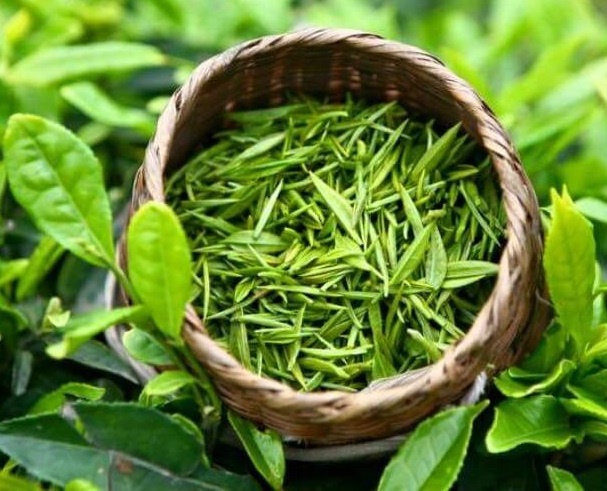 What happens if you drink green tea every day?