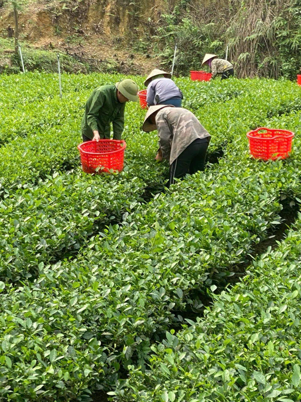 VIETNAMESE GREEN TEA – RICH FLAVOR & VIETNAMESE CULTURAL IDENTITY